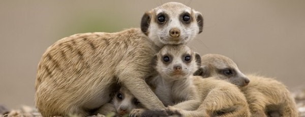 BELLE PHOTO TENDRESSE 