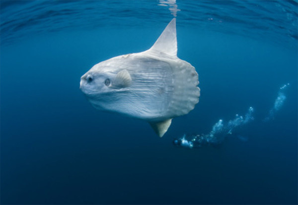 LA POISSON - LUNE OU MOLE