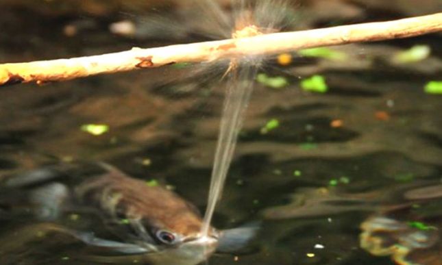 ANIMAUX_une-poisson-archer