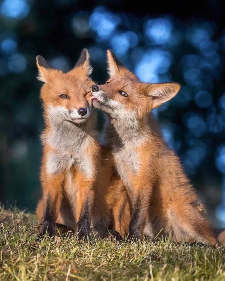 BELLES PHOTOS D ANIMAUX belles-photos-d-animaux